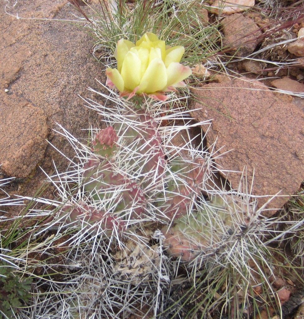 cactus near Ojo Caliente
